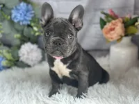 Flora, a female French Bulldog for sale in Dora, MO – Photo 1 of 3