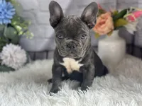 Flora, a female French Bulldog for sale in Dora, MO – Photo 2 of 3