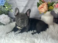 Flora, a female French Bulldog for sale in Dora, MO – Photo 3 of 3