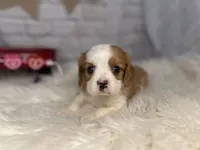 processed/f1dfbb73-be5e-489a-8213-0ccb2b10c4f8/listing/6e7a8caf-016a-4964-a148-54e5a3266610/0d182c83-7ab4-4f64-82b3-95339cb886c7