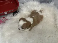 processed/f1dfbb73-be5e-489a-8213-0ccb2b10c4f8/listing/6e7a8caf-016a-4964-a148-54e5a3266610/d9e8dc60-7c5b-4074-b831-bed98e70d20e