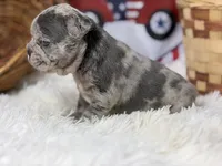 Winston, a male French Bulldog for sale in Dora, MO – 2 of 3