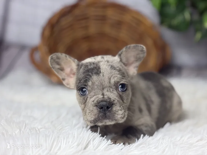 Charlotte  – French Bulldog puppy for sale in Dora, MO