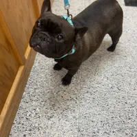 Laverne, a female French Bulldog for sale in Dora, MO – Photo 2 of 2