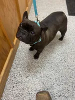 Laverne, a female French Bulldog for sale in Dora, MO – Photo 2 of 2