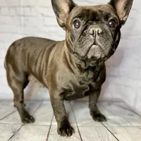 Laverne, a female French Bulldog for sale in Dora, MO – Photo 1 of 2