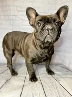Laverne, a female French Bulldog for sale in Dora, MO – Photo 1 of 2
