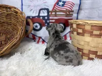Charlotte , a female French Bulldog for sale in Dora, MO – 2 of 3