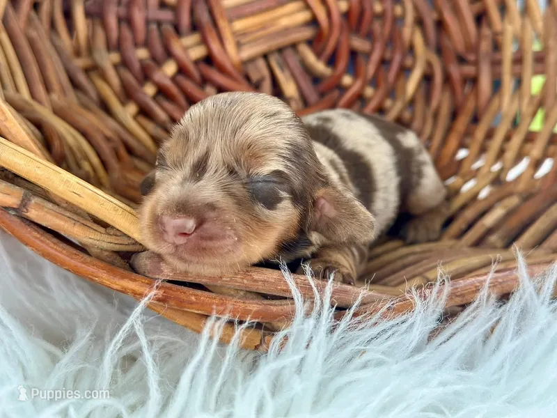 Navy – Miniature Dachshund puppy for sale in Dora, MO
