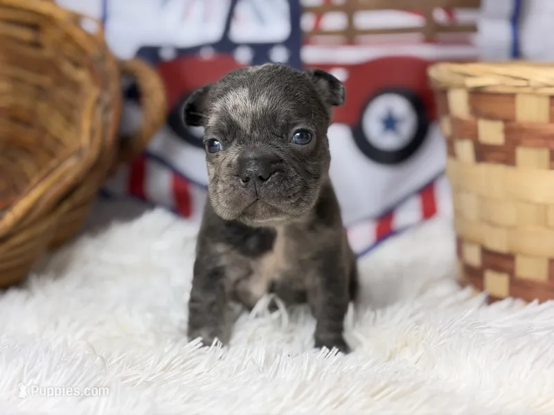 Sterling – French Bulldog puppy for sale in Dora, MO