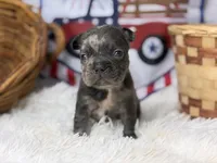 Sterling, a male French Bulldog for sale in Dora, MO – 1 of 4
