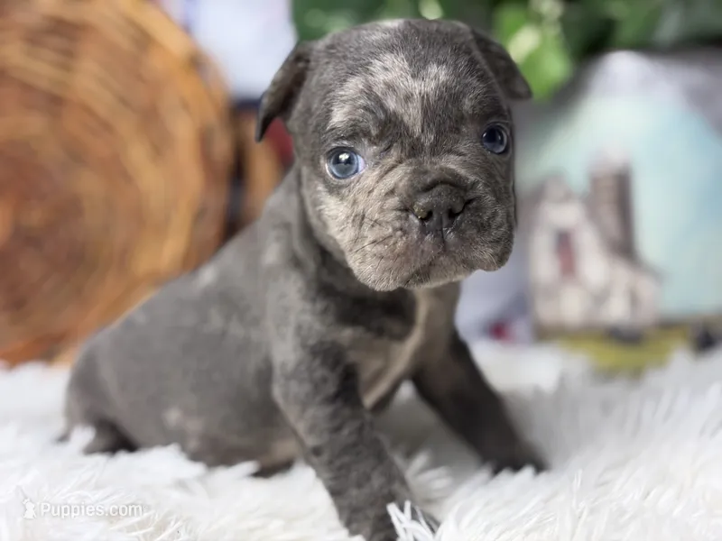 Sterling – French Bulldog puppy for sale in Dora, MO
