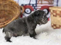 Sterling, a male French Bulldog for sale in Dora, MO – 4 of 4