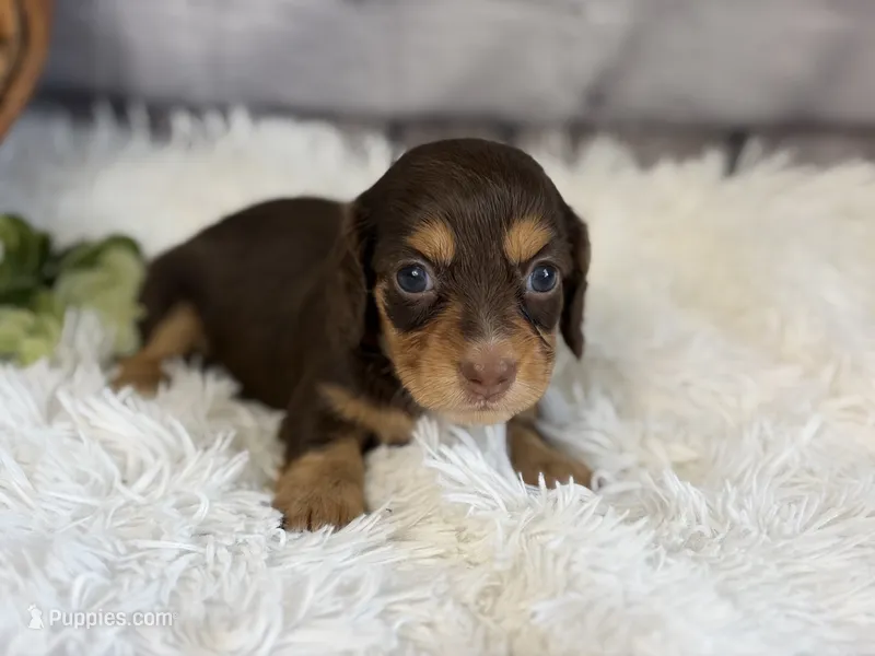 Liberty – Miniature Dachshund puppy for sale in Dora, MO