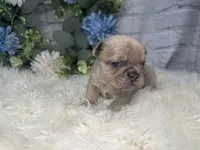 Linus , a male French Bulldog for sale in Dora, MO – Photo 3 of 3