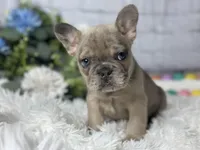 Linus , a male French Bulldog for sale in Dora, MO – Photo 2 of 3