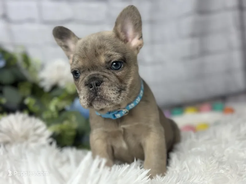 Linus  – French Bulldog puppy for sale in Dora, MO