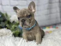 Linus , a male French Bulldog for sale in Dora, MO – Photo 1 of 3