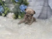 Linus , a male French Bulldog for sale in Dora, MO – Photo 1 of 3