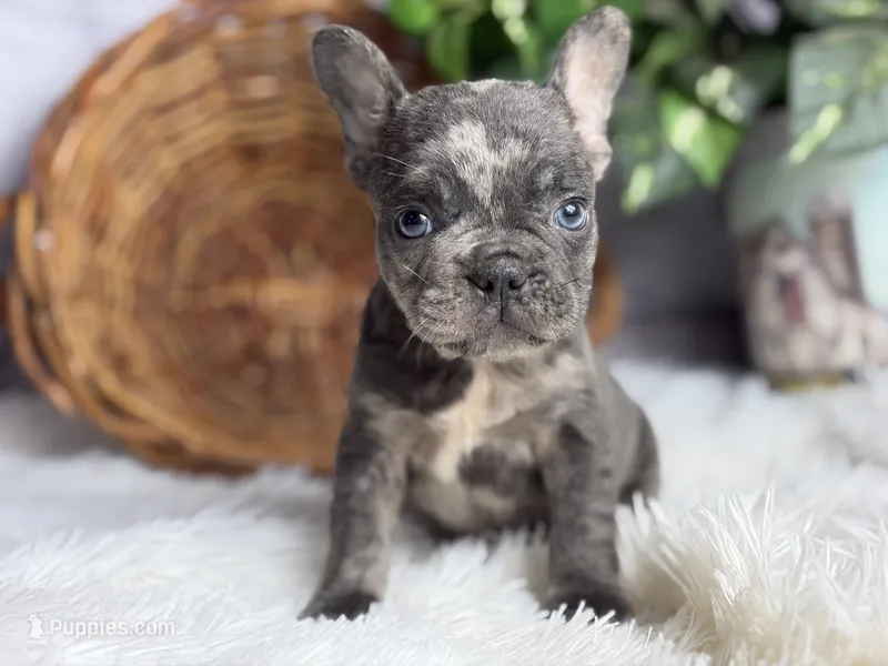 Sterling – French Bulldog puppy for sale in Dora, MO