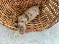 Ruby, a female Miniature Dachshund for sale in Dora, MO – 2 of 2