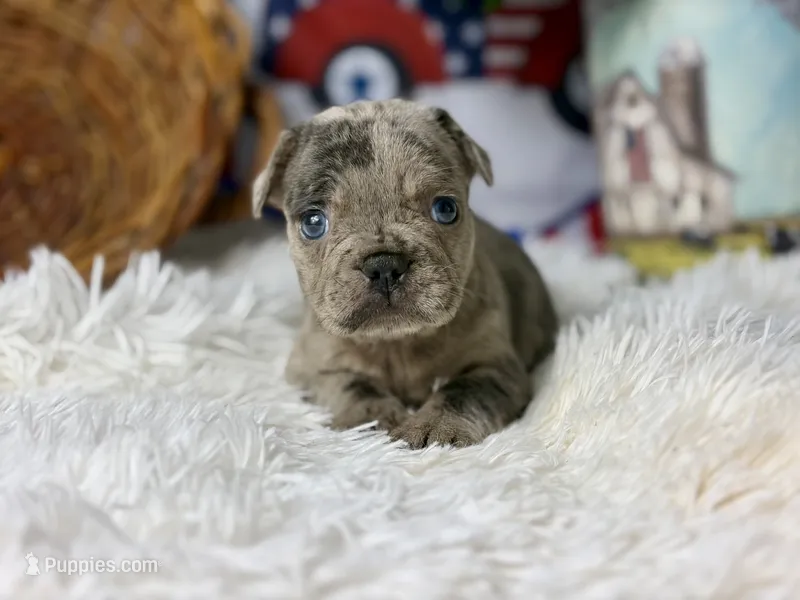 Charlotte  – French Bulldog puppy for sale in Dora, MO