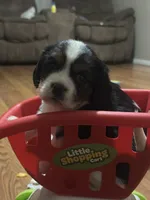 Zara, a female Beaglier for sale in Dora, MO – Photo 7 of 7