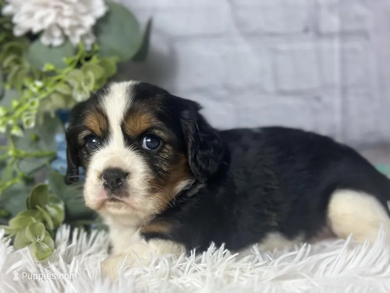 Zara – Beaglier puppy for sale in Dora, MO