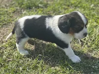 Zara, a female Beaglier for sale in Dora, MO – Photo 4 of 7