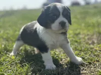 Zara, a female Beaglier for sale in Dora, MO – Photo 2 of 7