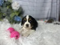 Zara, a female Beaglier for sale in Dora, MO – Photo 5 of 7