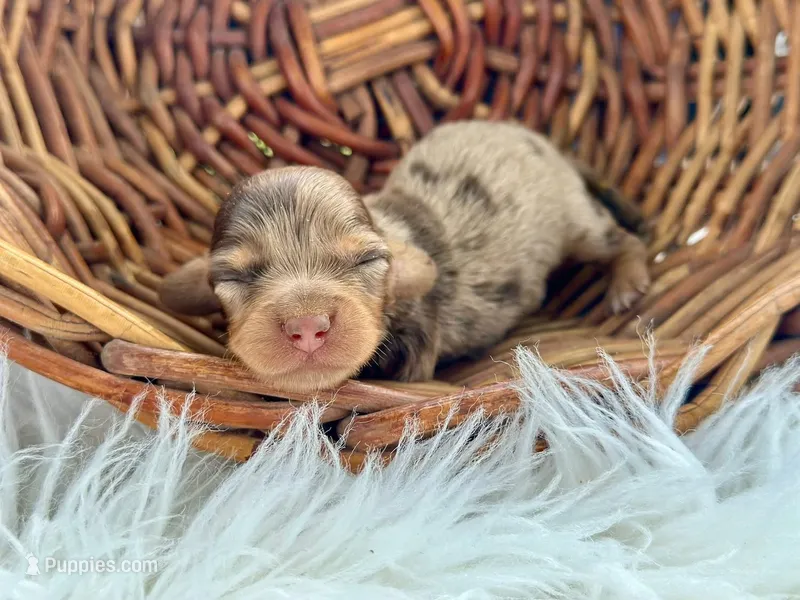Ruby – Miniature Dachshund puppy for sale in Dora, MO
