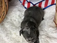 Sterling, a male French Bulldog for sale in Dora, MO – 3 of 4