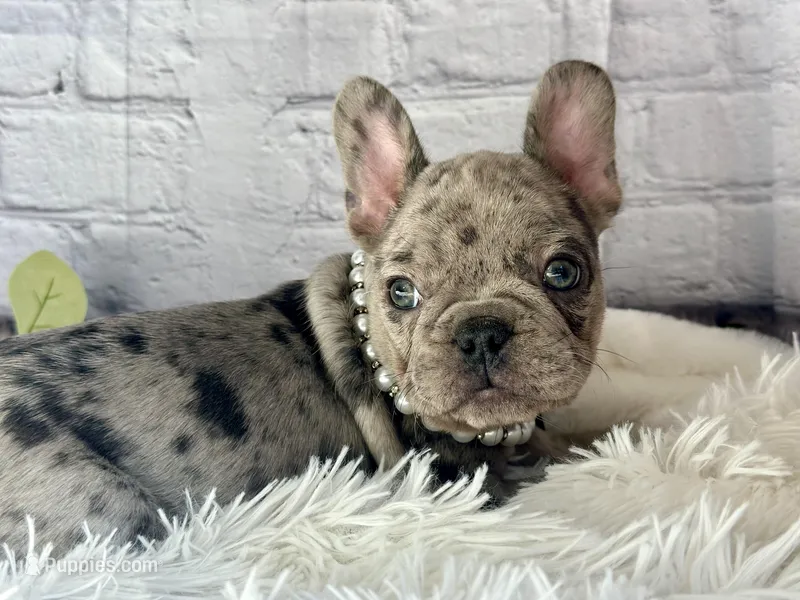 Nora  – French Bulldog puppy for sale in Dora, MO