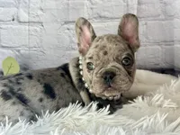 Nora , a female French Bulldog for sale in Dora, MO – Photo 1 of 6
