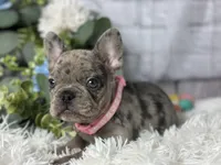 Nora , a female French Bulldog for sale in Dora, MO – Photo 5 of 6