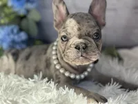 Nora , a female French Bulldog for sale in Dora, MO – Photo 3 of 6