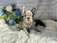 Nora , a female French Bulldog for sale in Dora, MO – Photo 2 of 6