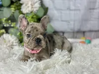 Nora , a female French Bulldog for sale in Dora, MO – Photo 6 of 6