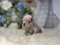 Nora , a female French Bulldog for sale in Dora, MO – Photo 3 of 3