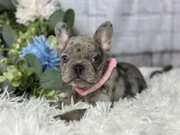 Nora , a female French Bulldog for sale in Dora, MO – Photo 4 of 6