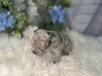 Nora , a female French Bulldog for sale in Dora, MO – Photo 2 of 3