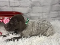 Hank, a male German Shorthaired Pointer for sale in Dora, MO – Photo 4 of 4
