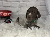 Hank, a male German Shorthaired Pointer for sale in Dora, MO – Photo 3 of 4