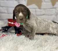 Hank, a male German Shorthaired Pointer for sale in Dora, MO – Photo 1 of 4
