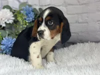 Zeke, a male Beaglier for sale in Dora, MO – 2 of 6