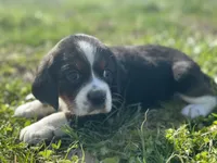 Zeke, a male Beaglier for sale in Dora, MO – Photo 4 of 4