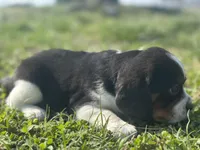 Zeke, a male Beaglier for sale in Dora, MO – Photo 2 of 4