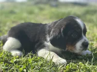 Zeke, a male Beaglier for sale in Dora, MO – Photo 3 of 4