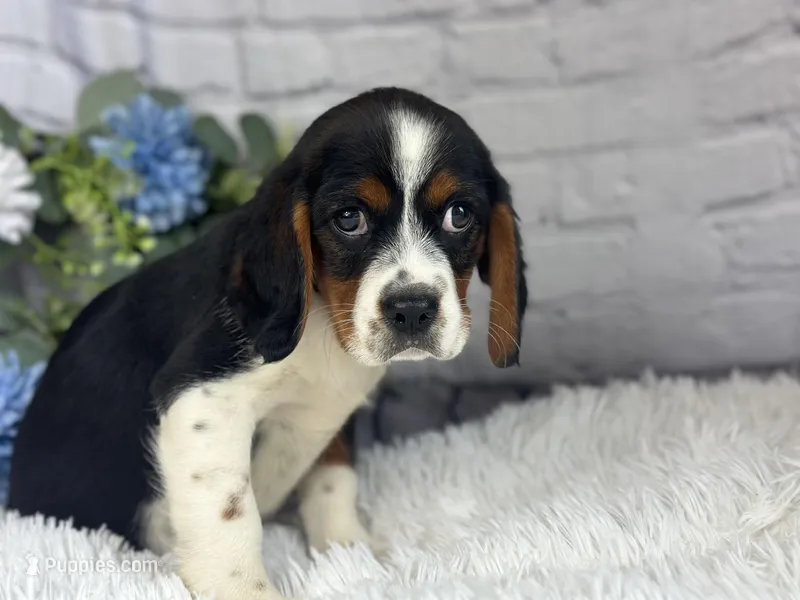 Zeke – Beaglier puppy for sale in Dora, MO